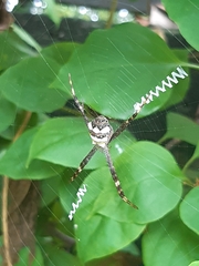 Argiope