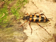 Macroleptura regalis