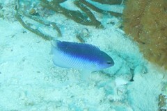 Pomacentrus australis