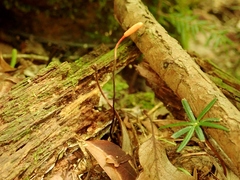 Ophiocordyceps nutans