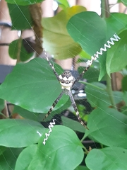 Argiope