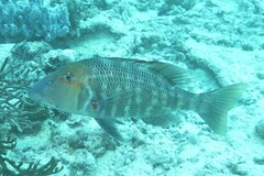 Lethrinus miniatus