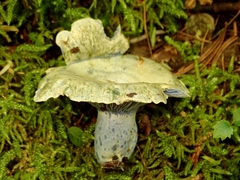 Lactarius subindigo
