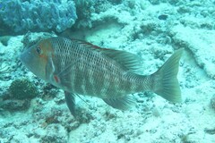 Lethrinus miniatus