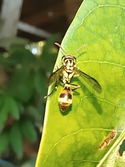 Ropalidia flavobrunnea