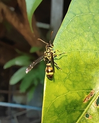 Ropalidia flavobrunnea
