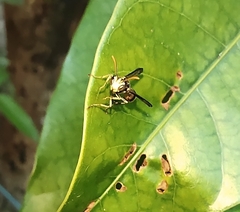 Ropalidia flavobrunnea