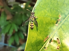 Ropalidia flavobrunnea