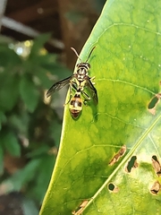 Ropalidia flavobrunnea