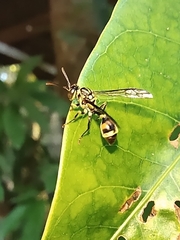 Ropalidia flavobrunnea
