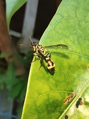 Ropalidia flavobrunnea