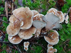 Sarcodon stereosarcinon