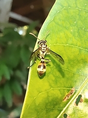 Ropalidia flavobrunnea