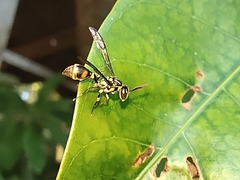 Ropalidia flavobrunnea