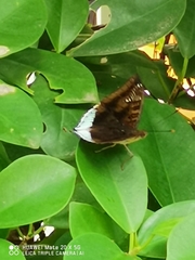 Euthalia phemius