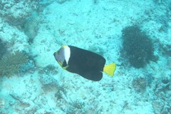 Chaetodontoplus meredithi