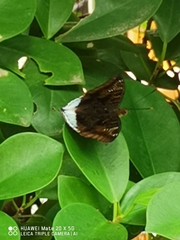 Euthalia phemius
