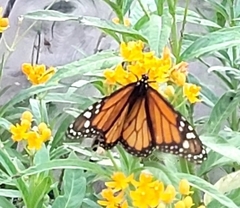Danaus plexippus