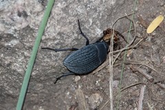 Eusattus reticulatus