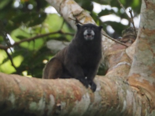 Black-mantled Tamarin