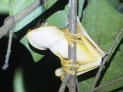 Boana calcarata