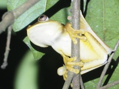 Boana calcarata