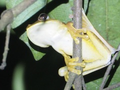 Boana calcarata