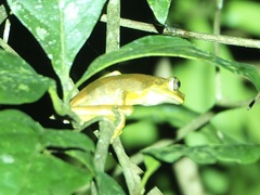 Boana calcarata