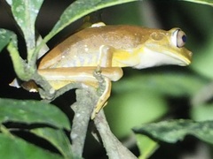 Boana calcarata
