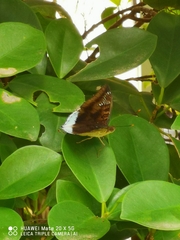 Euthalia phemius