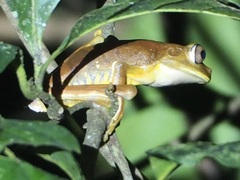 Boana calcarata