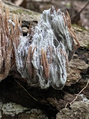 Mycogone calospora