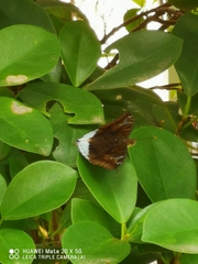 Euthalia phemius