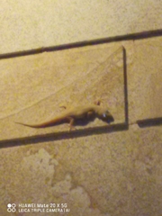 Hemidactylus bowringii