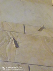 Hemidactylus bowringii