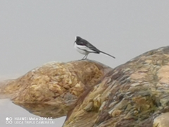 Motacilla alba