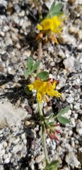 Acmispon decumbens decumbens