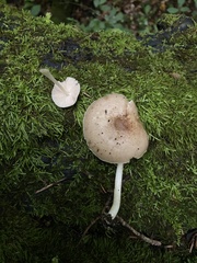 Pluteus