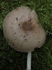 Pluteus