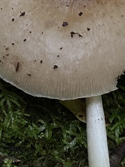 Pluteus