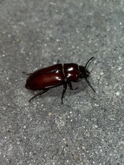 Neandra marginicollis