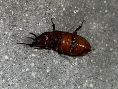 Neandra marginicollis