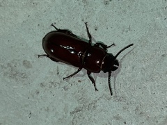 Neandra marginicollis