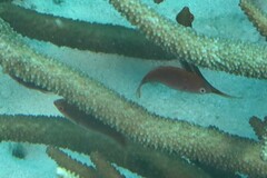 Cirrhilabrus punctatus