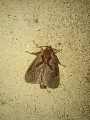 Phocoderma