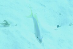 Scolopsis monogramma