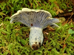 Lactarius subindigo