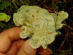 Lactarius subindigo