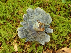 Lactarius subindigo