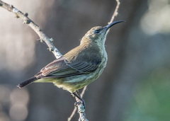 Chalcomitra amethystina